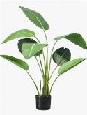 Strelitzia Toef (8 lvs.)