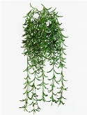 Succulent Hanging Bush