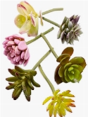 Succulent mix Mini 6 Colours