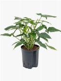 Syngonium trileaf wonder 50 cm