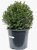 Taxus baccata Bol (45) 65 cm