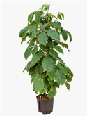 Tetrastigma voinierianum Draadzuil 120 120 cm