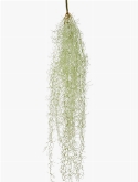 Tillandsia hair Hanging Bush Grey