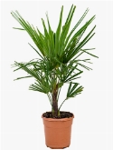 Trachycarpus fortunei Stam (10) 70 cm
