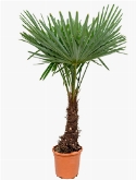 Trachycarpus fortunei Stam (30) 150 cm