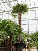 Trachycarpus fortunei Stam (300-320) 450 cm