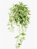 Tradescantia Hanging Bush (206 lvs.)
