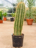 Trichocereus terschechii 1pp (100-110) 110 cm