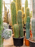 Trichocereus terschechii 2-3pp (130-140) 140 cm