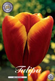 Tulp Abu Hassan met 5 zakjes verpakt a 10 bollen