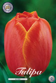 Tulp Ad Rem met 5 zakjes verpakt a 10 bollen