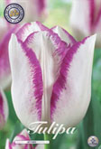 Tulp Affaire met 5 zakjes verpakt a 7 bollen