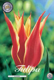 Tulp Aladdin met 5 zakjes verpakt a 10 bollen