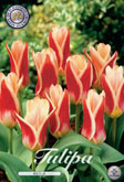 Tulp Ancilla met 5 zakjes verpakt a 10 bollen