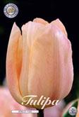 Tulp Apricot Foxx met 5 zakjes verpakt a 10 bollen