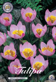 Tulp Bakeri Lilac Wonder met 5 zakjes verpakt a 10 bollen