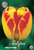 Tulp Banja Luka met 5 zakjes verpakt a 10 bollen