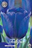 Tulp Blue Passion met 5 zakjes verpakt a 10 bollen