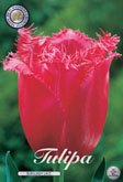 Tulp Burgundy Lace met 5 zakjes verpakt a 10 bollen