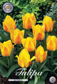 Tulp Buttercup met 5 zakjes verpakt a 10 bollen