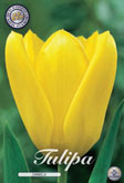 Tulp Candela met 5 zakjes verpakt a 10 bollen