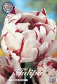 Tulp Carnaval De Nice met 5 zakjes verpakt a 7 bollen