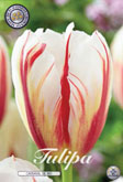 Tulp Carnaval de Rio met 5 zakjes verpakt a 10 bollen