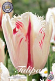 Tulp Carrousel met 5 zakjes verpakt a 7 bollen