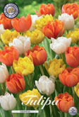 Tulp Casanova met 5 zakjes verpakt a 10 bollen