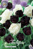 Tulp Charming met 5 zakjes verpakt a 10 bollen