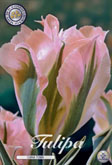 Tulp China Town met 5 zakjes verpakt a 10 bollen