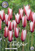 Tulp Clusiana met 5 zakjes verpakt a 10 bollen