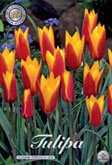 Tulp Clusiana Tubergens Gem met 5 zakjes verpakt a 10 bollen