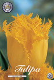 Tulp Crystal Star met 5 zakjes verpakt a 10 bollen