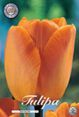 Tulp Daydream met 5 zakjes verpakt a 10 bollen