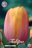 Tulp Dordogne met 5 zakjes verpakt a 10 bollen