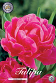 Tulp Double You met 5 zakjes verpakt a 10 bollen
