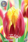 Tulp Dow Jones met 5 zakjes verpakt a 10 bollen
