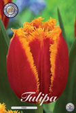 Tulp Fabio met 5 zakjes verpakt a 10 bollen