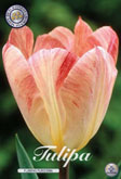 Tulp Flaming Purissima met 5 zakjes verpakt a 10 bollen