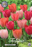Tulp Flower Parade met 5 zakjes verpakt a 10 bollen
