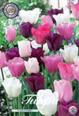 Tulp Flower Power met 5 zakjes verpakt a 10 bollen