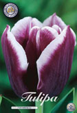 Tulp Fontainebleu met 5 zakjes verpakt a 10 bollen