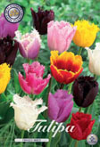 Tulp Fringed Mixed met 5 zakjes verpakt a 10 bollen