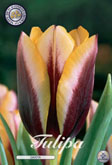 Tulp Gavota met 5 zakjes verpakt a 10 bollen
