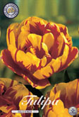 Tulp Golden Nizza met 5 zakjes verpakt a 10 bollen