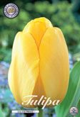 Tulp Golden Parade met 5 zakjes verpakt a 10 bollen