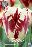Tulp Grand Perfection met 5 zakjes verpakt a 10 bollen