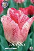 Tulp Hemisphere met 5 zakjes verpakt a 7 bollen