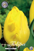 Tulp Kikomachi met 5 zakjes verpakt a 10 bollen